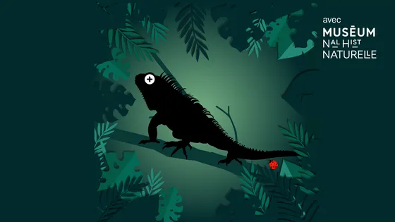L'iguane vert